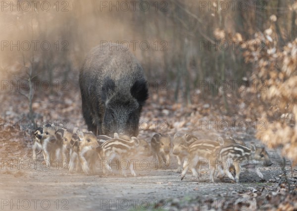 Wild boar, wild boar (Sus scrofa), a wild boar with young boars running along a forest path,