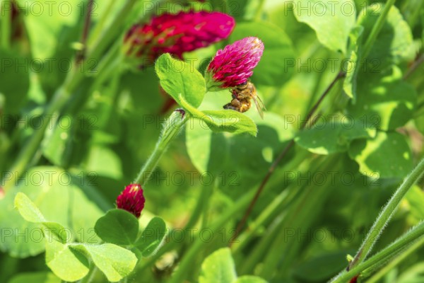 Honey bee (Apis mellifera) on a flower of incarnate clover (Trifolium incarnatum), Saxony, Germany,