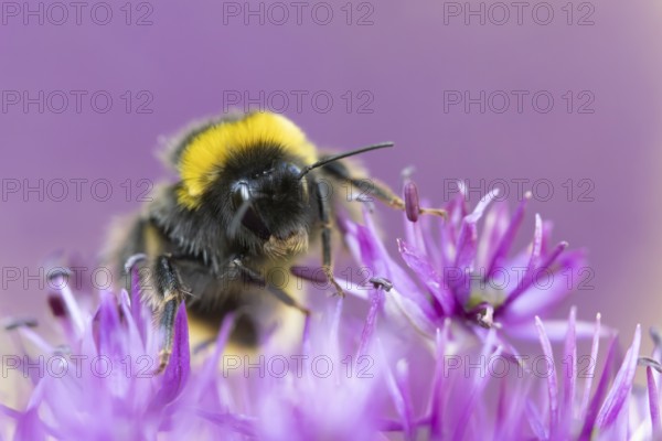 Buff tailed bumblebee (Bombus terrestris) adult bee on a purple Allium flower in an urban garden in