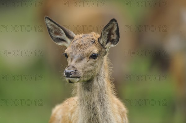 A fawn stands attentively in the forest and peers around curiously, red deer (Cervus elaphus),