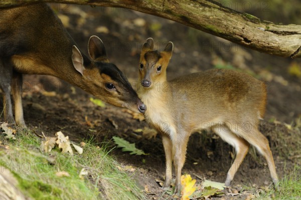 An adult and a young muntjac standing under a fallen tree in the forest, Chinese muntjac (Muntiacus
