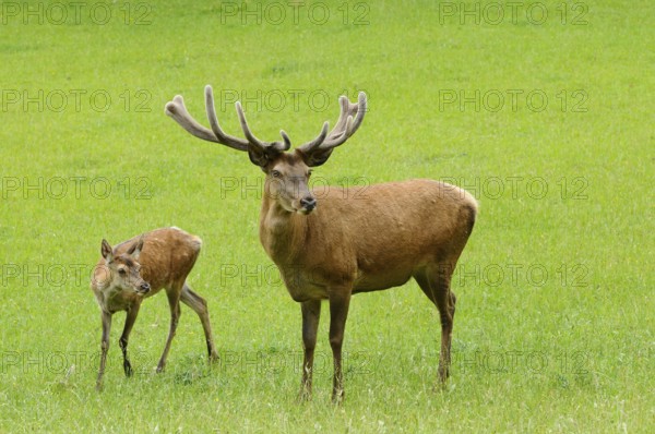 Stag with antlers and young fawn standing together on an extensive green meadow, red deer (Cervus