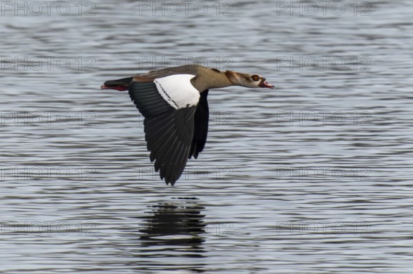Egyptian goose in flight just above the water surface, wings wide open, Egyptian goose, (Alopochen