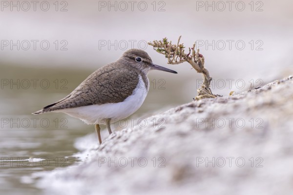 Common sandpiper (Actitis hypoleucos) Snipe bird, foraging in the mud, resting, limicole, shallow