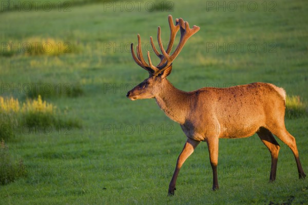 An Altai maral stag, Altai wapiti or Altai elk (Cervus canadensis sibiricus) stands in a meadow in