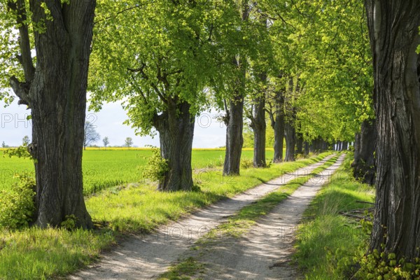 Path through the 200-year-old avenue of lime trees, mainly winter lime trees (Tilia cordata),