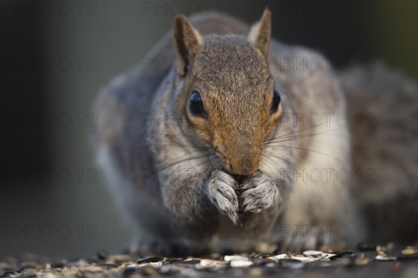 Grey squirrel (Sciurus carolinensis) adult animal feeding on seeds on a garden bird table, England,