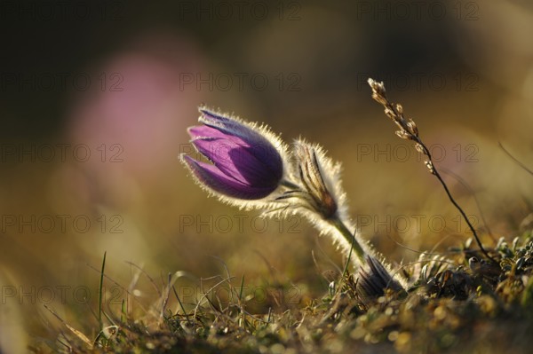 Purple flower in sunlight, surrounded by natural grass, Pasque flower (Pulsatilla vulgaris), Upper