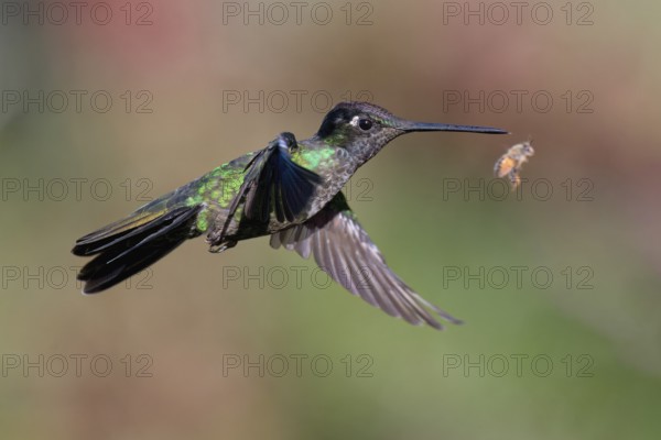 Flying Talamanca hummingbird or admirable hummingbird (Eugenes spectabilis), Costa Rica, Central