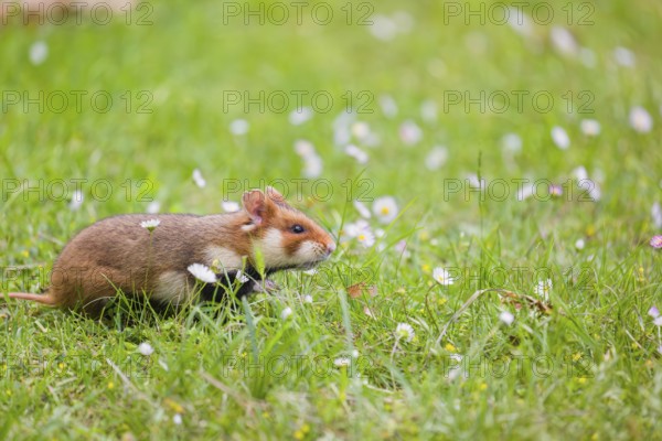A European hamster (Cricetus cricetus), Eurasian hamster, black-bellied hamster or common hamster,