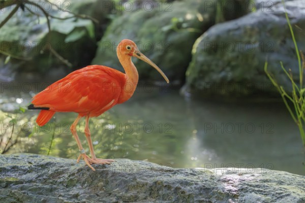 A scarlet ibis (Eudocimus ruber) stands on a stone lying in the shallow water of a riverbank and