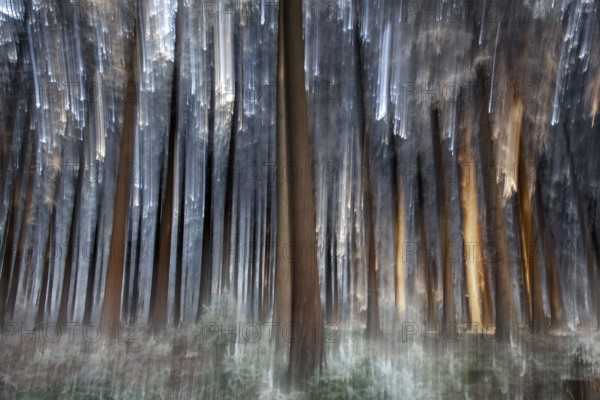 Winter, trees and ground vegetation with hoarfrost in the forest, distorted, Baden-Würtemberg,
