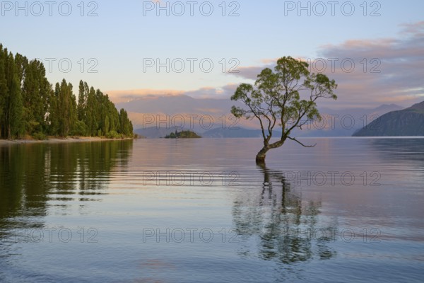 A lone tree in the water at sunrise, surrounded by mountains and tranquil nature, summer, Lake
