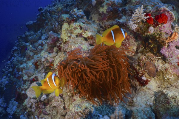 Two Red Sea anemonefish (Amphiprion bicinctus) swimming above colourful corals and a fluorescent