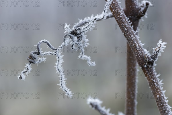 Frosty branches of a grapevine with filigree ice structures in a wintry environment, Reif, Rems