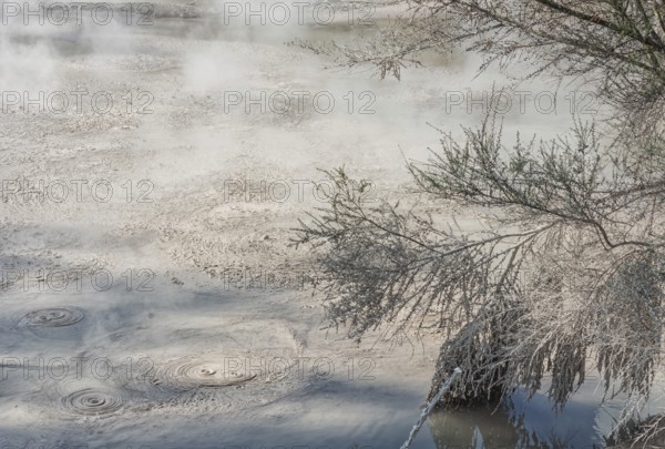 Hot bubbling mud pool, Waiotapu Thermal Park, Waiotapu, Rotorua, Bay of Plenty, North Island, New