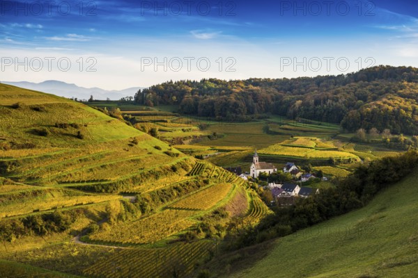 Hilly landscape and vineyards in autumn, near Vogtsburg, Kaiserstuhl, Baden-Württemberg, Germany,