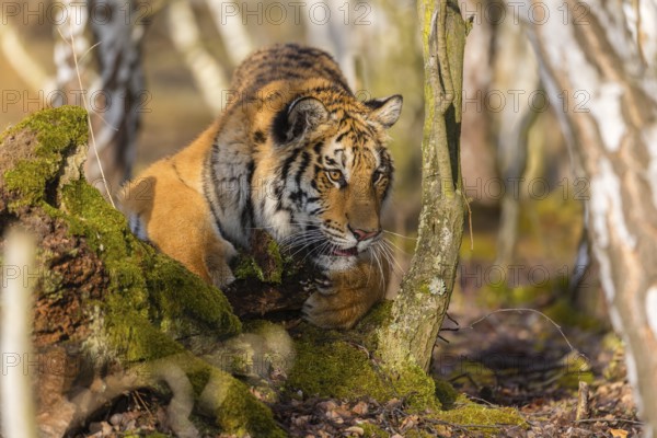One young female Siberian Tiger, Panthera tigris altaica, playing with some rotten wood in a birch