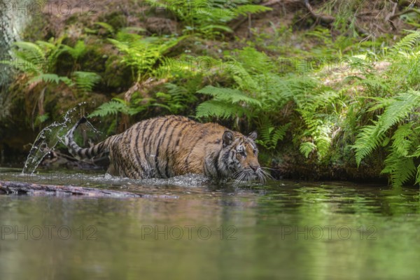 One young female Siberian Tiger, Panthera tigris altaica, walking thru the cool fresh water of a