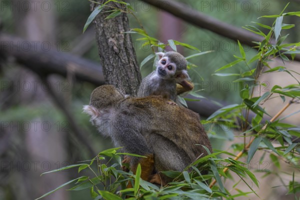 One female Central American squirrel monkey, Saimiri oerstedii, carrying her baby. Green vegetation