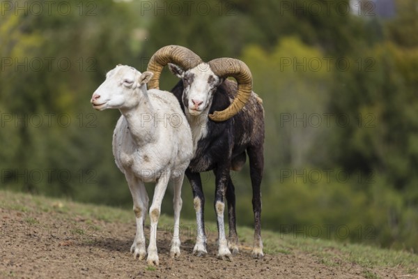 One male snow sheep (Ovis nivicola), or Siberian bighorn sheep checks the readiness of a goat to