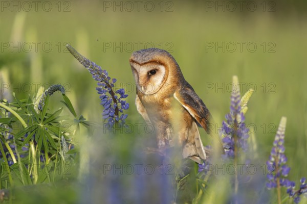 One barn owl (Tyto alba) sitting on a branch lying in a field of flowering lupines in late evening