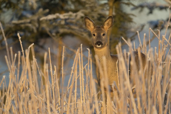 Roe deer standing in hoar frosted dead stinging nettle at minus 15 °C at sunrise. Trees and dead