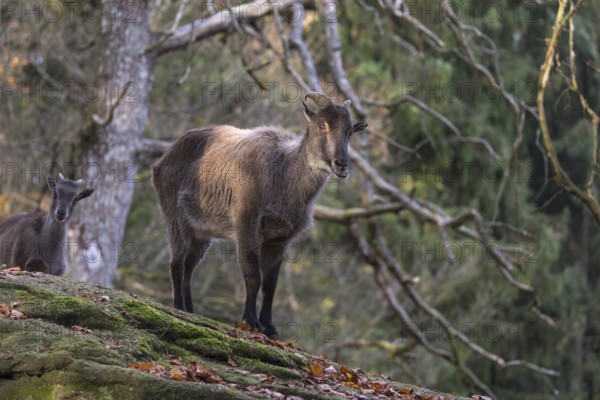 One female Himalayan Tahr (Hemitragus jemlahicus) standing on rocks in a forest. Green forest in