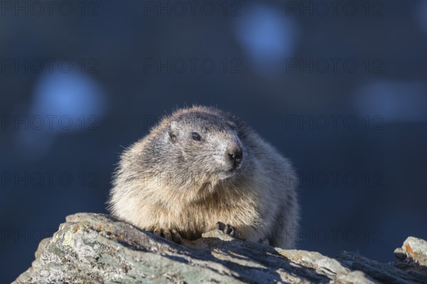 One Alpine Marmot, Marmota marmota, resting on a rock with blue shadow mountains in the distant