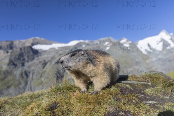 One Alpine Marmot, Marmota marmota, portrait in early morning light. Green grass in front and