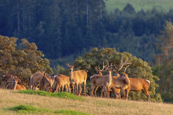 A herd of Altai maral, Altai wapiti or Altai elk (Cervus canadensis sibiricus) stand on a meadow in