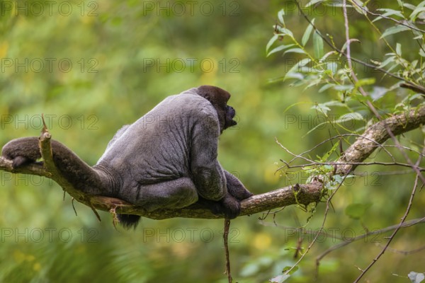 A common woolly monkey, brown woolly monkey, or Humboldt's woolly monkey (3) (Lagothrix