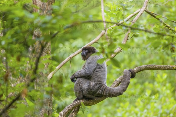 A common woolly monkey, brown woolly monkey, or Humboldt's woolly monkey (Lagothrix lagothricha)