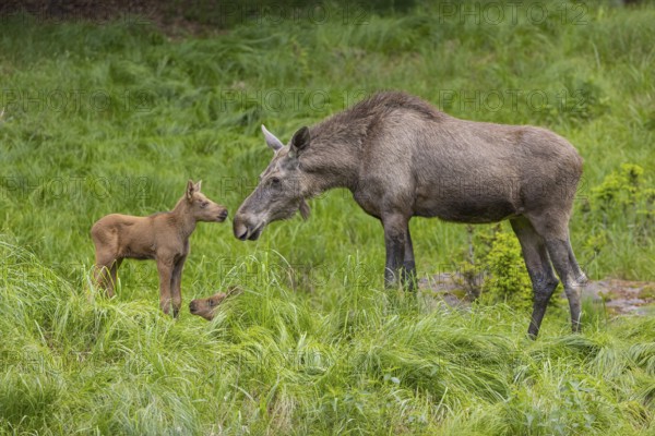 One adult female moose or elk, Alces alces, with two baby moose (19 days old, born May 8, 2020)