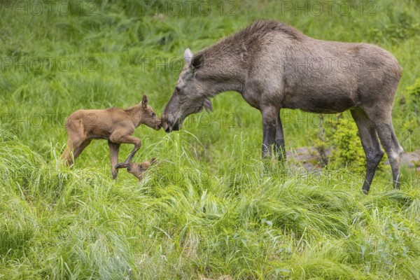 One adult female moose or elk, Alces alces, with two baby moose (19 days old, born May 8, 2020)