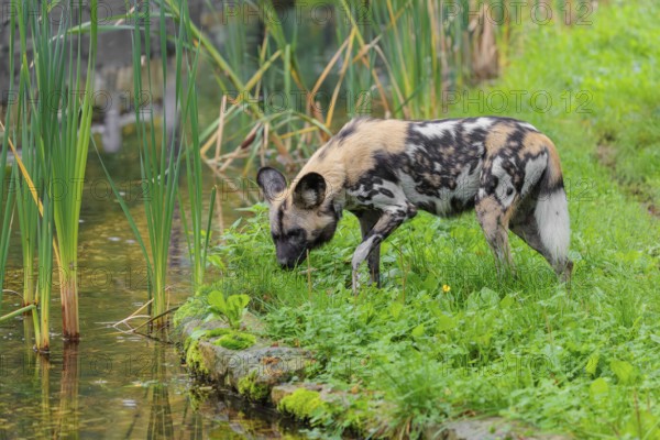 An African wild dog, Lycaon pictus, stands in a green meadow and cautiously approaches a small