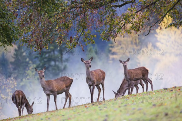 Five red deer hinds (Cervus elaphus) stand in a meadow, A forest with autumn leaves can be seen in