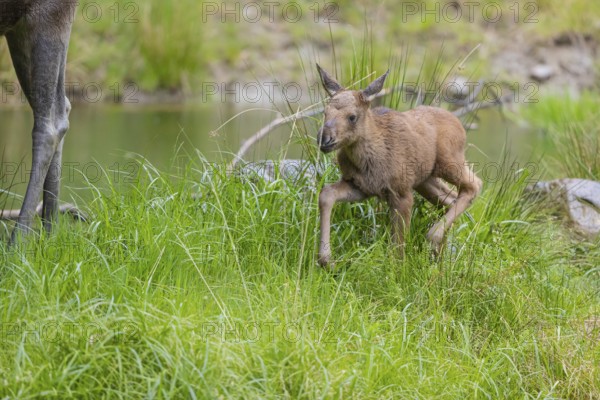 One baby moose or elk, Alces alces, (19 days old, born May 8, 2020) standing on a meadow with fresh