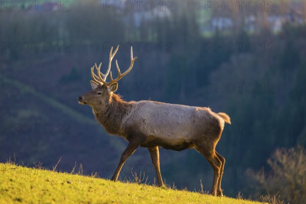 An Altai maral stag and two hind Altai wapiti or Altai elk (Cervus canadensis sibiricus) stand in a