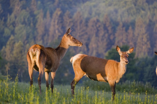 Two Altai maral hinds, Altai wapiti or Altai elk (Cervus canadensis sibiricus) stand in a meadow in
