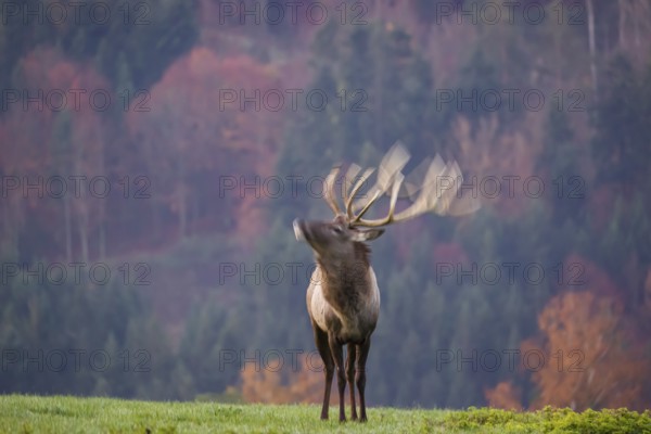 An Altai maral stag, Altai wapiti or Altai elk (Cervus canadensis sibiricus) stands on a meadow in