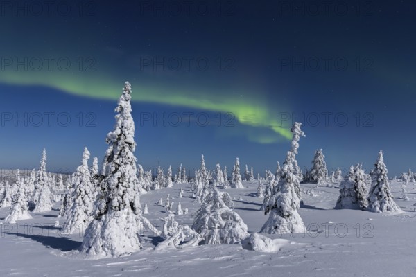 Northern lights, Aurora borealis over snow covered spruce trees on the taiga in winter at night,