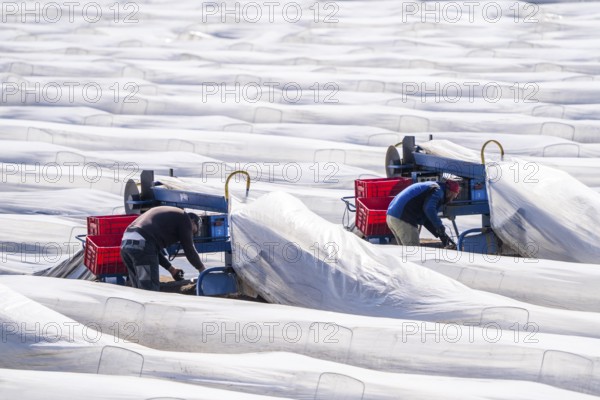 Asparagus harvest on the Lower Rhine, near Wesel, asparagus field under thermo foil, for faster