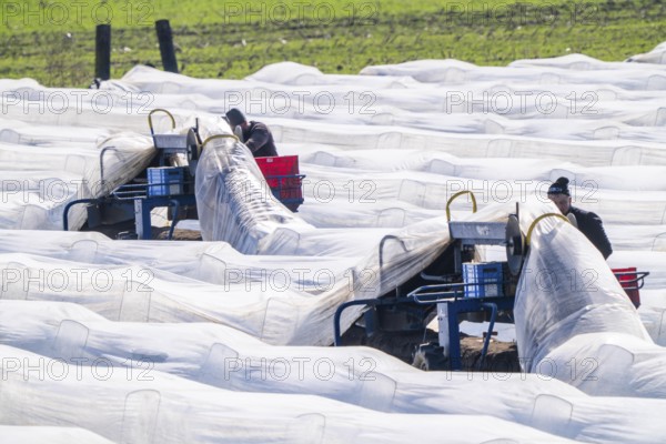 Asparagus harvest on the Lower Rhine, near Wesel, asparagus field under thermo foil, for faster