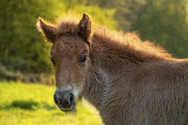Icelandic horse in a meadow, foal, portrait, colour chestnut. Evening, golden hour, backlight.