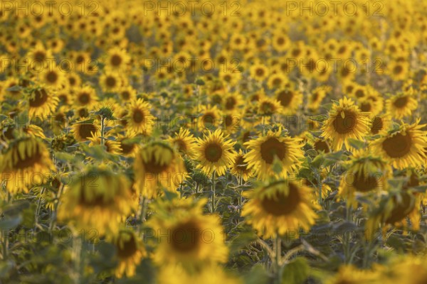 Flowering sunflower field (Helianthus annuus) in the evening light, Großenhain, Saxony, Germany,