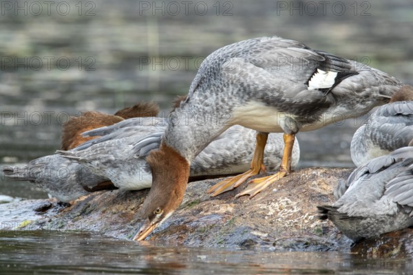 Common merganser. Mergus merganser. A female stands on a rock and drinks. Lake Wapizagonke. La