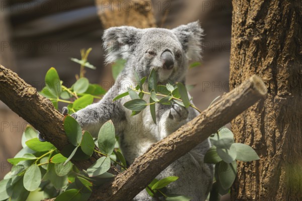 Koala (Phascolarctos cinereus) sitting on a tree, captive, distribution South Australia, Australia,
