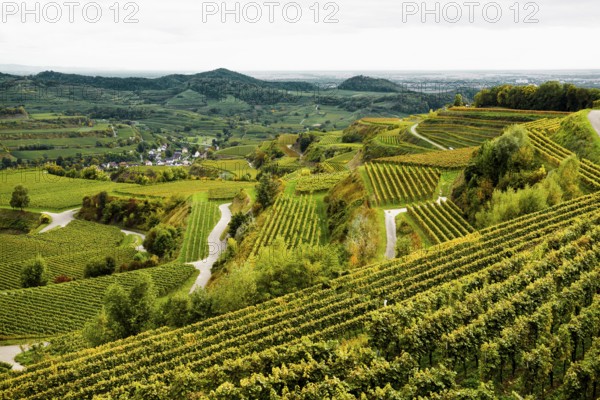 Hilly landscape and vineyards in autumn, near Oberbergen, Kaiserstuhl, Baden-Württemberg, Germany,