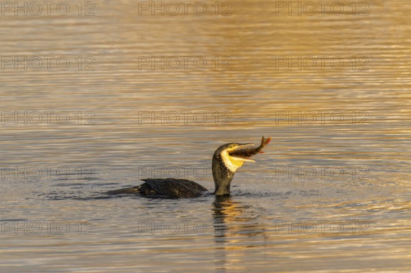 A cormorant has caught a fish and is holding it in its beak, Cormorant, (Phalacrocorax carbo),